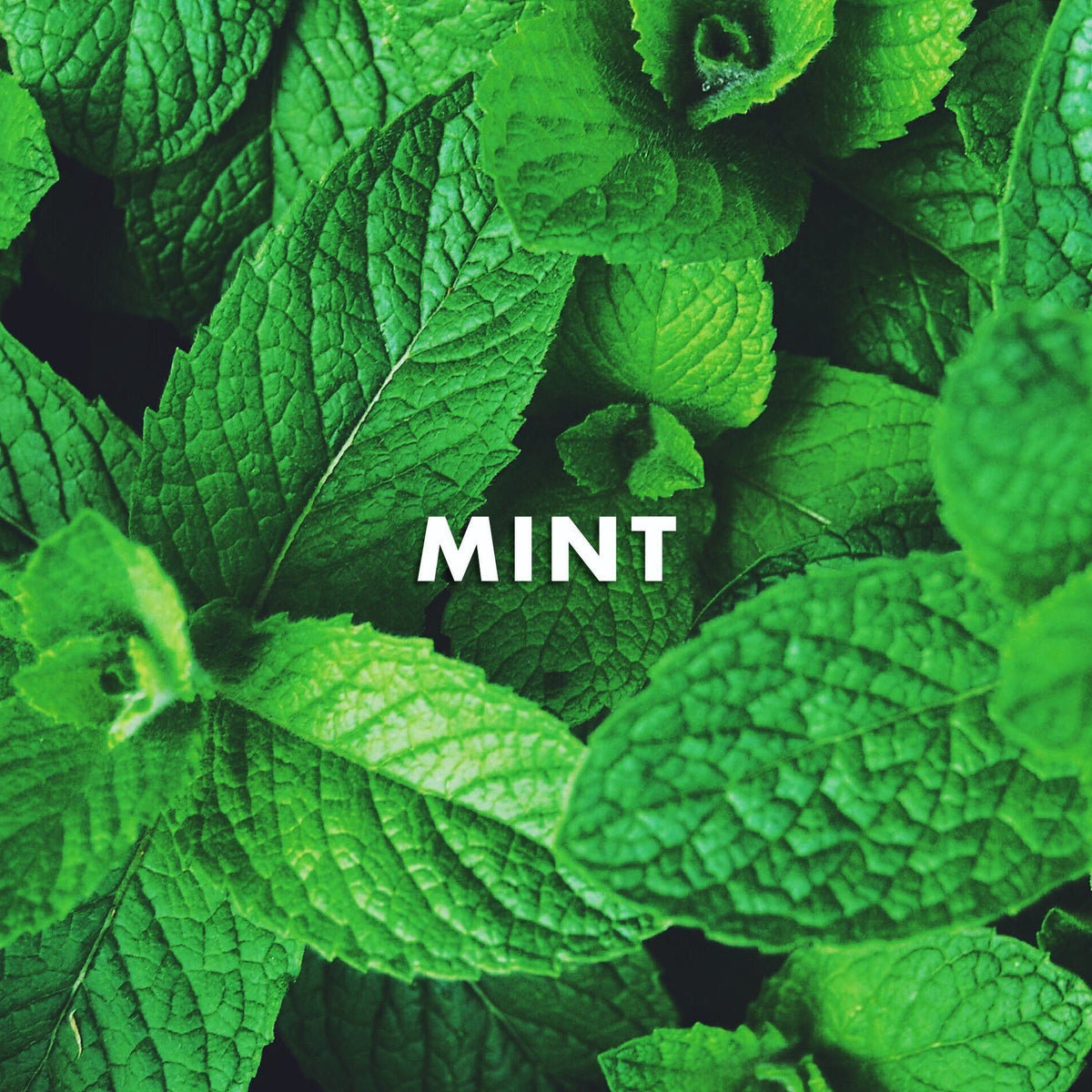 Ingredientes: Menta-The Green Beauty Concept